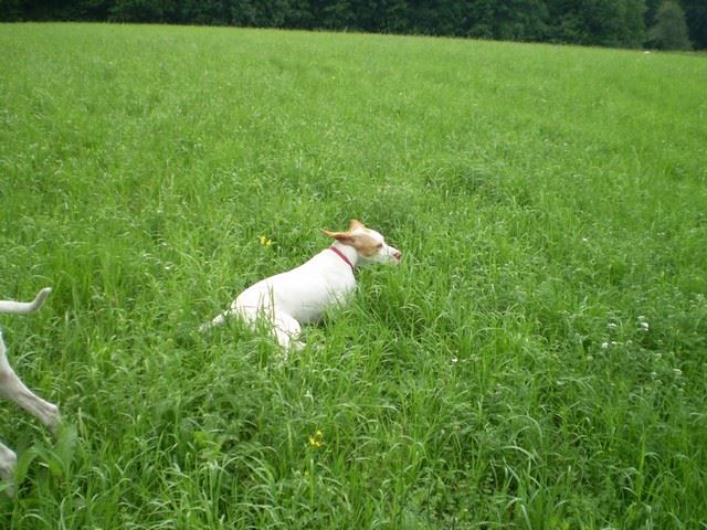 Janka látogatása Ausztriában -  Janka - 2009.június 21.