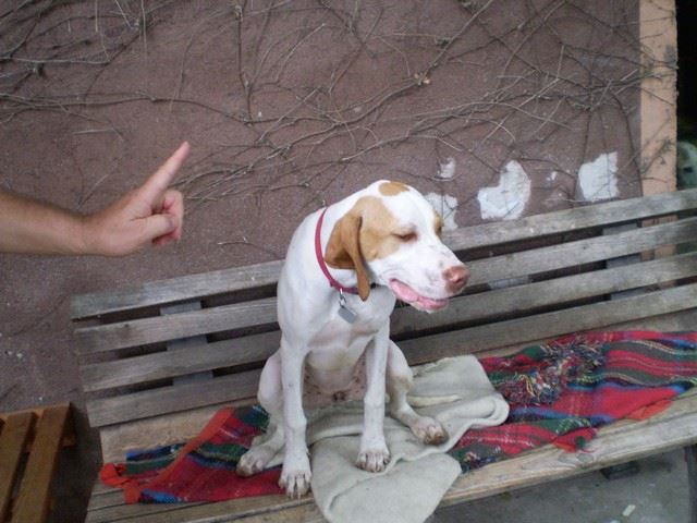 Janka látogatása Ausztriában -  Janka kedvenc helyén - 2009.június 21.