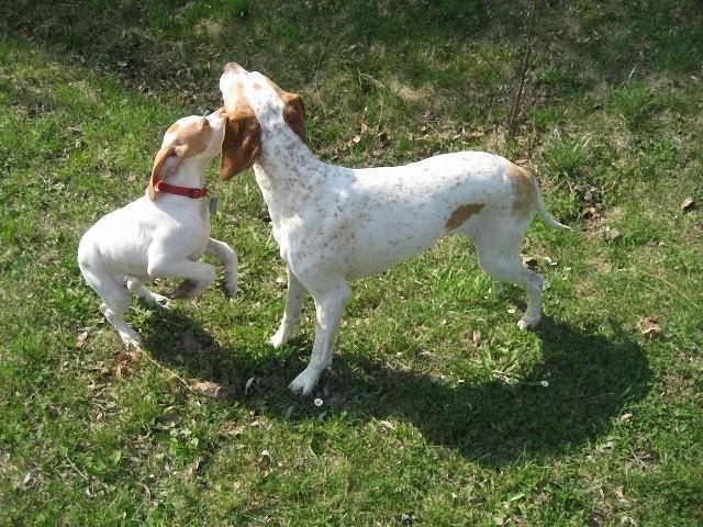 Anja és Janka játszik