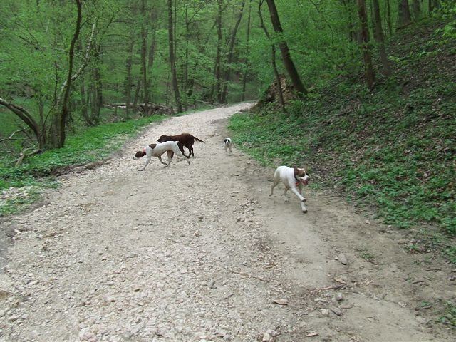 Az erdőben (Ammily,Kelly,Jenny, elöl Viki)- Cuha völgy,2009.04.18.