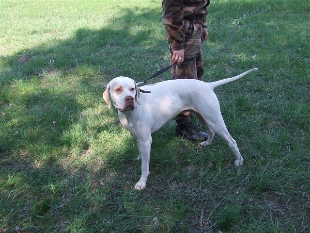 Iron - Cece,Field Trial - 2009.04.25.
