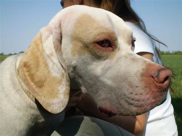 Iron - Cece,Field Trial - 2009.04.25.