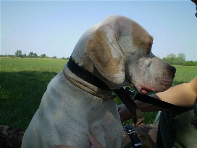 Iron - Cece,Field Trial - 2009.04.25.