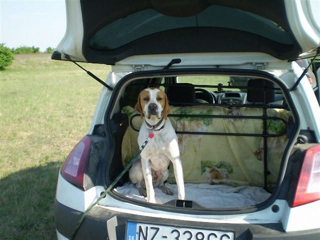 Izidor/Frodó a kocsiban - Cece,Field Trial - 2009.04.25.