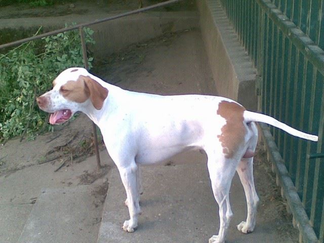 Iván