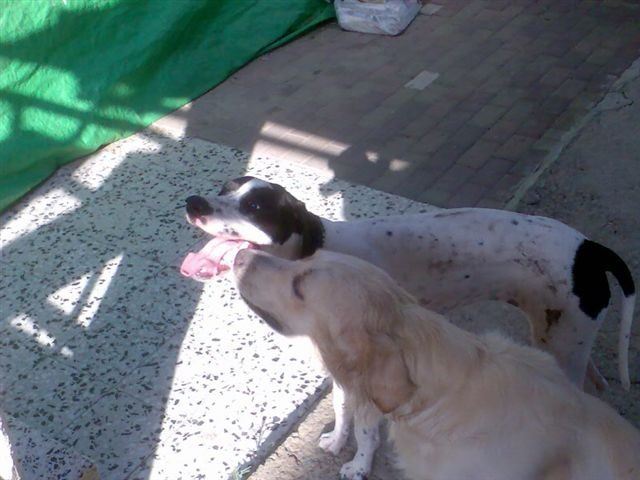 Jenny