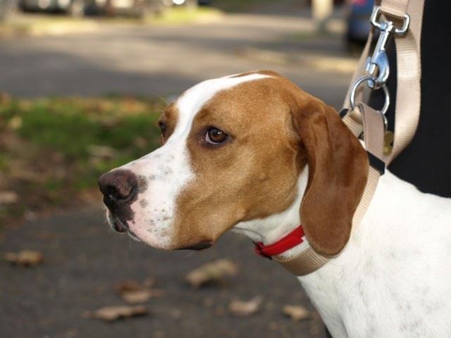 Bodza, a mentett pointer aki Csillaghegyi -Foltos Fickó gazdáihoz került - 2009.november