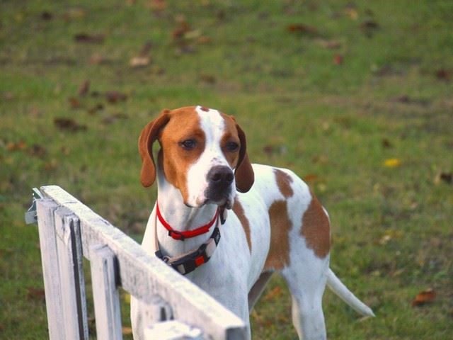 Bodza, a mentett pointer aki Csillaghegyi -Foltos Fickó gazdáihoz került - 2009.november