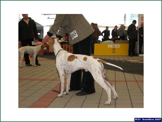 Izidor/Frodó - Szlovák Klubkiállítás - 2009.10.10.- Nyílt osztály -  Kitűnő I. CAC, Klubgyőztes  