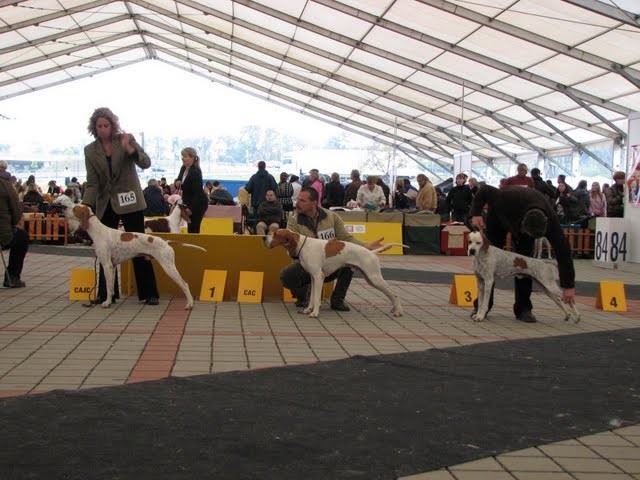 Izidor/Frodó - Szlovák Klubkiállítás - 2009.10.10.- Nyílt osztály -  Kitűnő I. CAC, Klubgyőztes