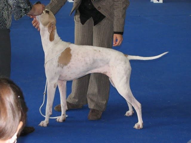 Iphigeneia/Rozi - Világkiállítás, Pozsony - 2009.10.11.- Munka osztály -  Kitűnő II.res CAC - Bíró: Carla Molinari (P)