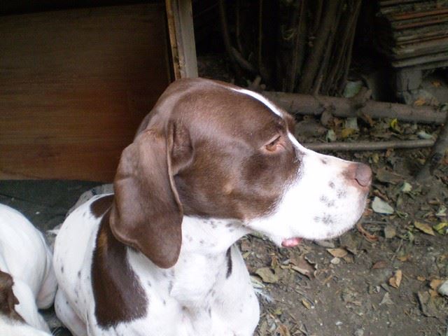 Ammily  - 2009.november