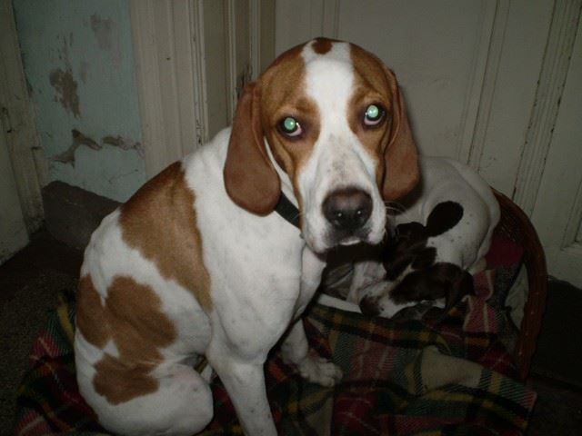 Bodza, a mentett pointer aki Csillaghegyi -Foltos Fickó gazdáihoz került - 2009.november