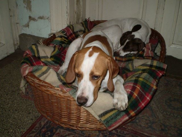 Bodza, a mentett pointer aki Csillaghegyi -Foltos Fickó gazdáihoz került - 2009.november