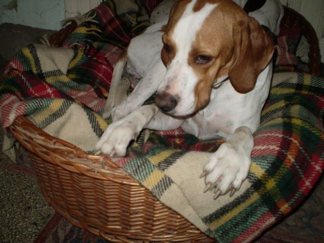 Bodza, a mentett pointer aki Csillaghegyi -Foltos Fickó gazdáihoz került - 2009.november
