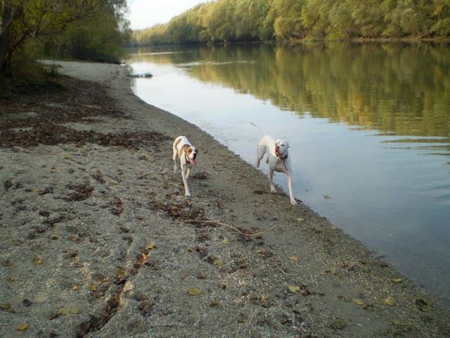 Bodza, a mentett pointer aki Csillaghegyi -Foltos Fickó gazdáihoz került - 2009.november - Közös séta a Püspök erdőben (Ironnal)