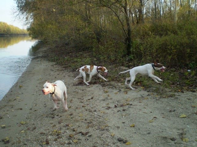 Bodza, a mentett pointer aki Csillaghegyi -Foltos Fickó gazdáihoz került - 2009.november - Közös séta a Püspök erdőben (Iron,Bodza,Viki)