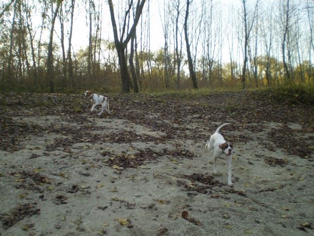 Bodza, a mentett pointer aki Csillaghegyi -Foltos Fickó gazdáihoz került - 2009.november - Közös séta a Püspök erdőben (Vikivel)
