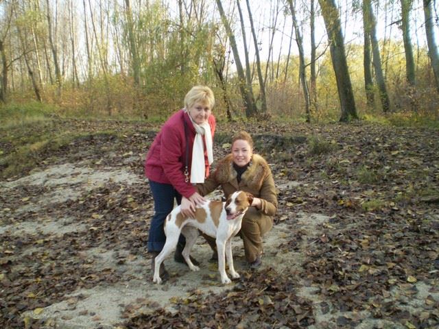 Bodza, a mentett pointer aki Csillaghegyi -Foltos Fickó gazdáihoz került - 2009.november - Közös séta a Püspök erdőben 