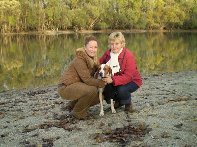 Bodza, a mentett pointer aki Csillaghegyi -Foltos Fickó gazdáihoz került - 2009.november - Közös séta a Püspök erdőben 