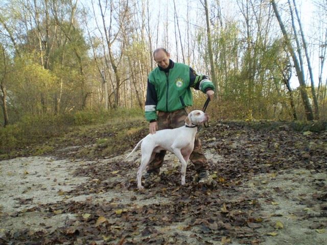 Bodza, a mentett pointer aki Csillaghegyi -Foltos Fickó gazdáihoz került - 2009.november - Közös séta a Püspök erdőben 