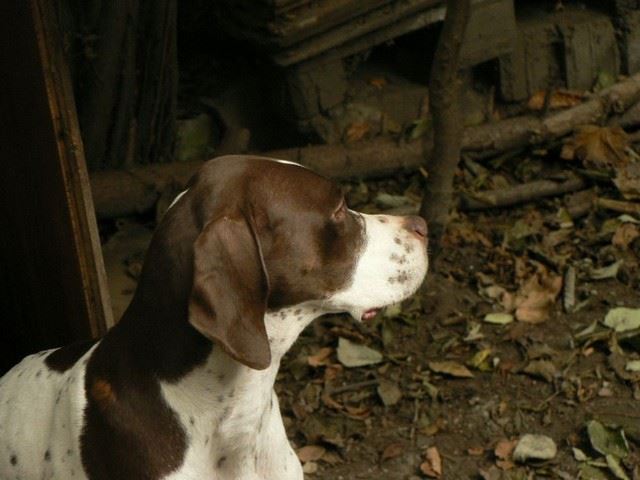 Ammily - 2009.november