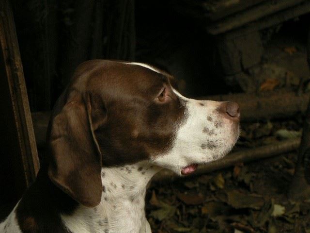 Ammily - 2009.november