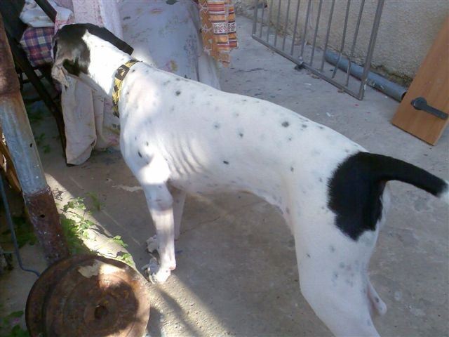 Jenny macskát keres 