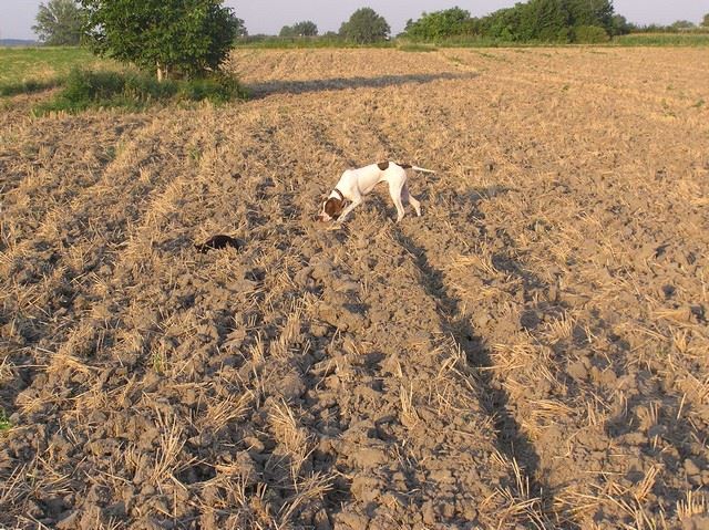 Jack Daniels (Szlovákia)