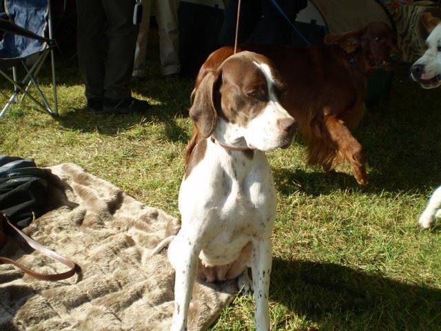 Komárom CACIB 2009.október 2. Ammily felvezetés előtt