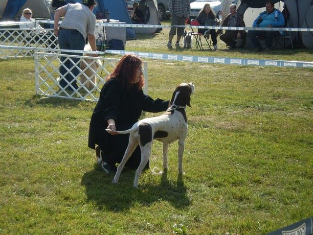 Komárom CACIB 2009.október 2. Champion osztály: Res CAC
Bíró:Gyárfás Marianne