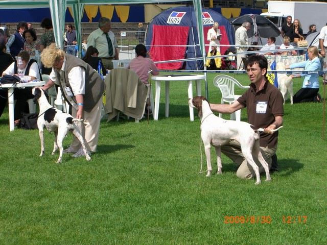 Debrecen CACIB - 2009.augusztus 30. Izabella/Szellő Nyílt osztály: CAC,CACIB.
Bírált:Petru Muntean Romániából (A képen még Pósteleki Fürkész Wiki)