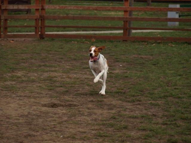 Bodza, a mentett pointer aki pár napig kennelünkben élt, aztán Eszterékhez került