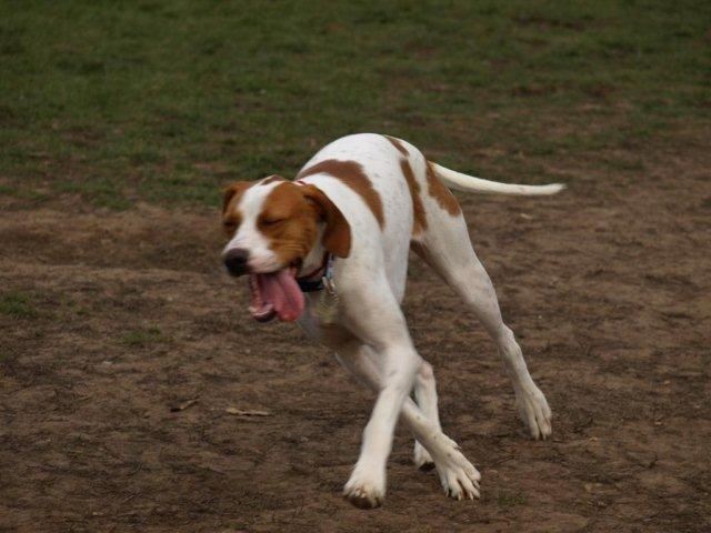 Bodza, a mentett pointer aki pár napig kennelünkben élt, aztán Eszterékhez került