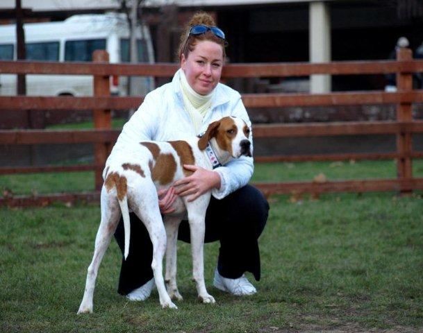 Bodza, a mentett pointer aki pár napig kennelünkben élt, aztán Eszterékhez került
