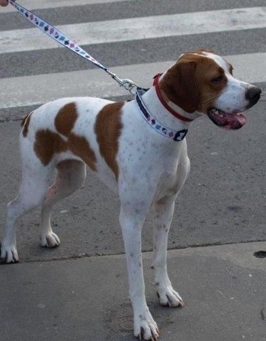 Bodza, a mentett pointer aki pár napig kennelünkben élt, aztán Eszterékhez került