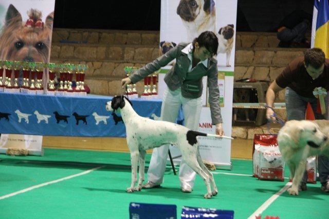 2009.12.19. - Jenny - Tel Aviv Kutyakiállítás - Fiatal osztály: EXCELLENT, JCAC, BJ , CW és BOB(Kitűnő I. Fiatal Győztes, Fajtagyőztes) és a Fiatal BIS körben 3. helyezés
