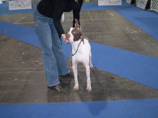 Budapest Cacib 2009.11.29. - Jack Daniels - Fiatal osztály - Kitűnő - 
Bíró Ingeborg Bandel Dániából