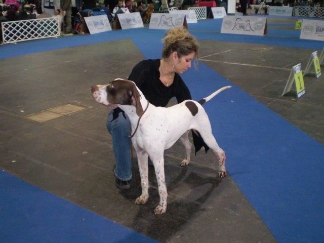 Budapest Cacib 2009.11.29. - Jack Daniels - Fiatal osztály - Kitűnő - 
Bíró Ingeborg Bandel Dániából