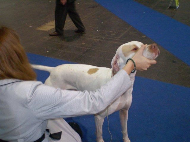 Budapest Cacib 2009.11.29. - Iron - Nyílt osztály - CAC,res CACIB - 
Bíró Ingeborg Bandel Dániából