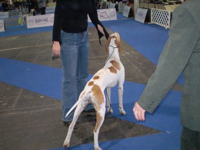 Budapest Cacib 2009.11.29. - Izidor/Frodó - Nyílt osztály - 11.28.CAC,res CACIB - Bíró:Rui Oliviera Portugáliából - 11.29.res CAC - Bíró Ingeborg Bandel Dániából
