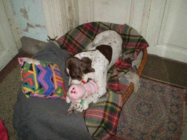 2009.12.24. Karácsony este - Ammily és az ajándéka 