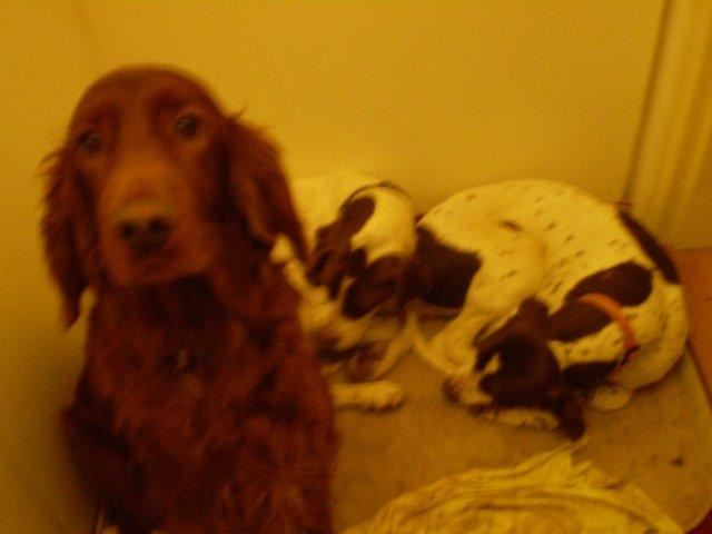 2009.12.31-2010.01.03. Jásd - Séta utáni pihenés (Kelly,Viki,Ammily)