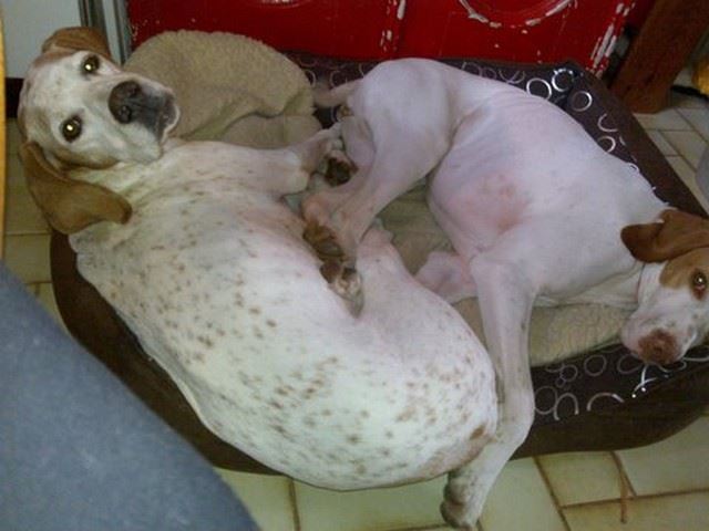 Janka otthonában, Anjával,a társával(Ausztria)