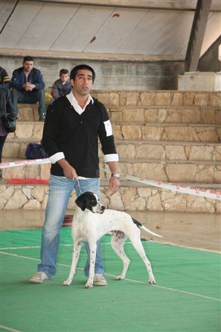 2010.03.20. Jenny - Izrael - Israel Junior Championja,BOS,BB,BJ,JCAC(HPJ,Fiatal Győztes,Fajtagyőztes és Junior Best of Show). 
