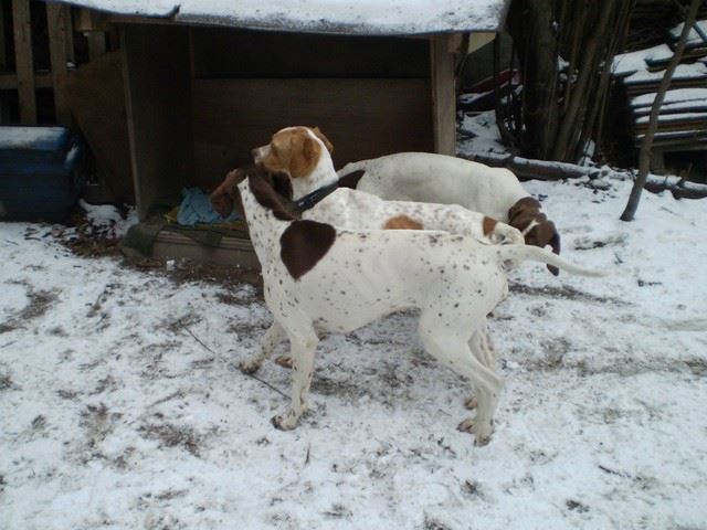 Molly(Polly), a mentett pointer megérkezik hozzánk - 2010.február
