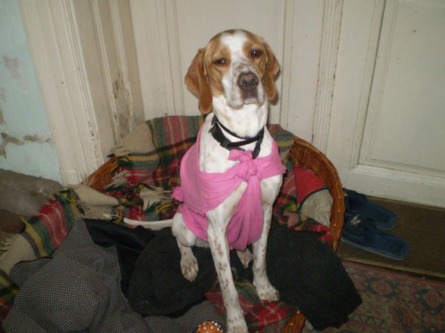 Molly(Polly) - 2010.február