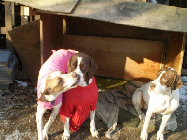 Viki és Ammily, és harmadikként Molly (Polly), a mentett pointer lány - 2010.február
