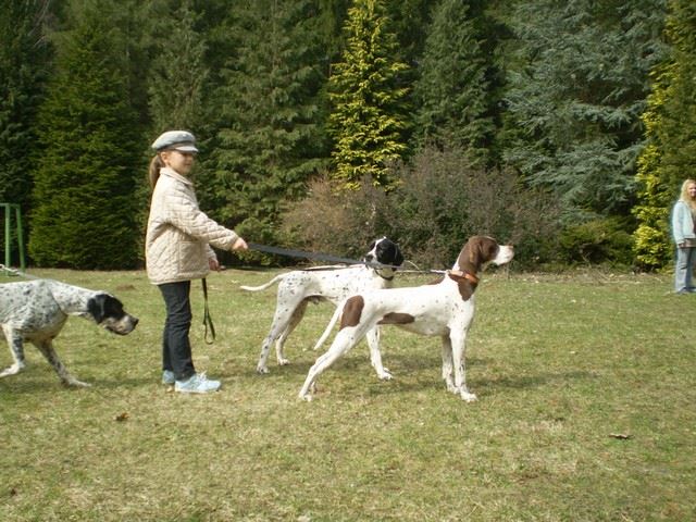 2010.03.20. Magyar Pointer Club találkozója a Budakeszi Arborétumban - Ammily, Alimli, Uno (bal o.) 