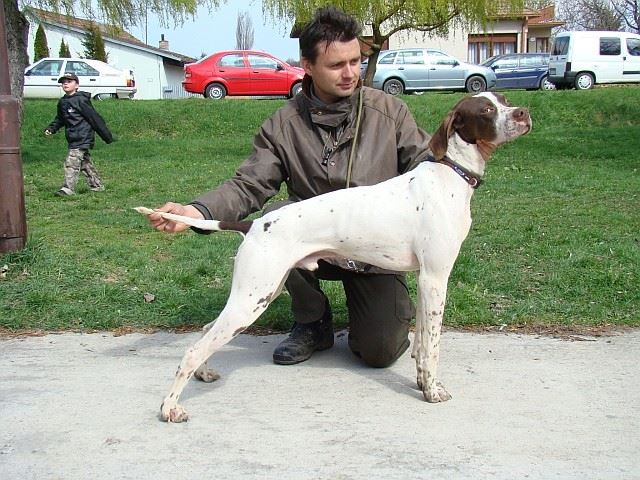 2010.05.15.Pointer Klubkiállítás,Budakeszi - Ammily 